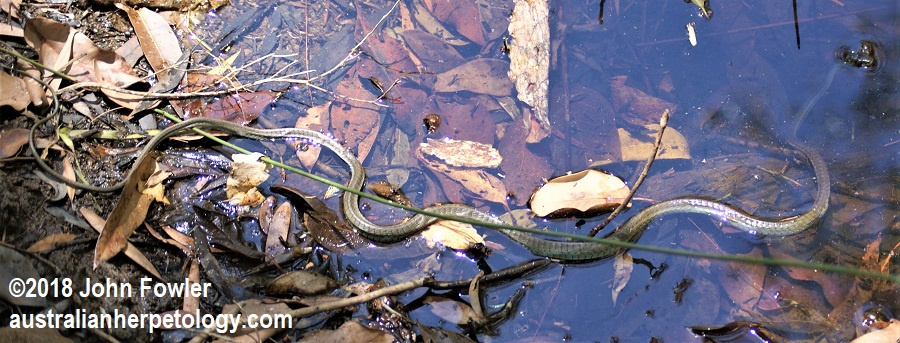 Green Tree Snake Dendrelaphis punctulatus